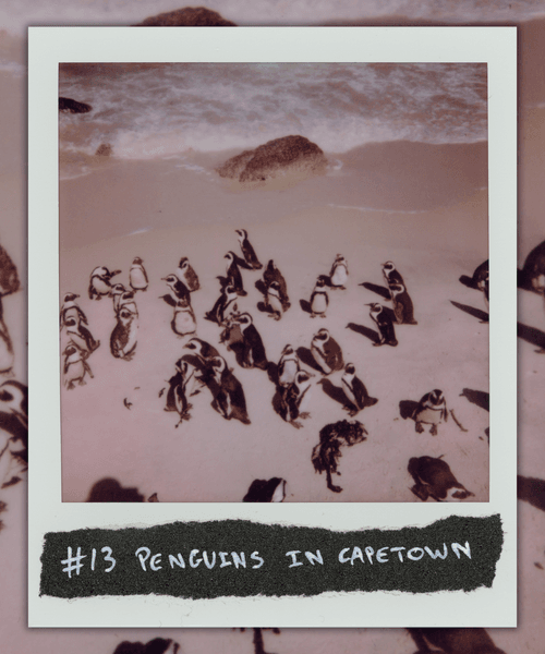 #13 PENGUINS IN CAPETOWN