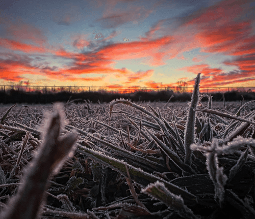 Fall Frost