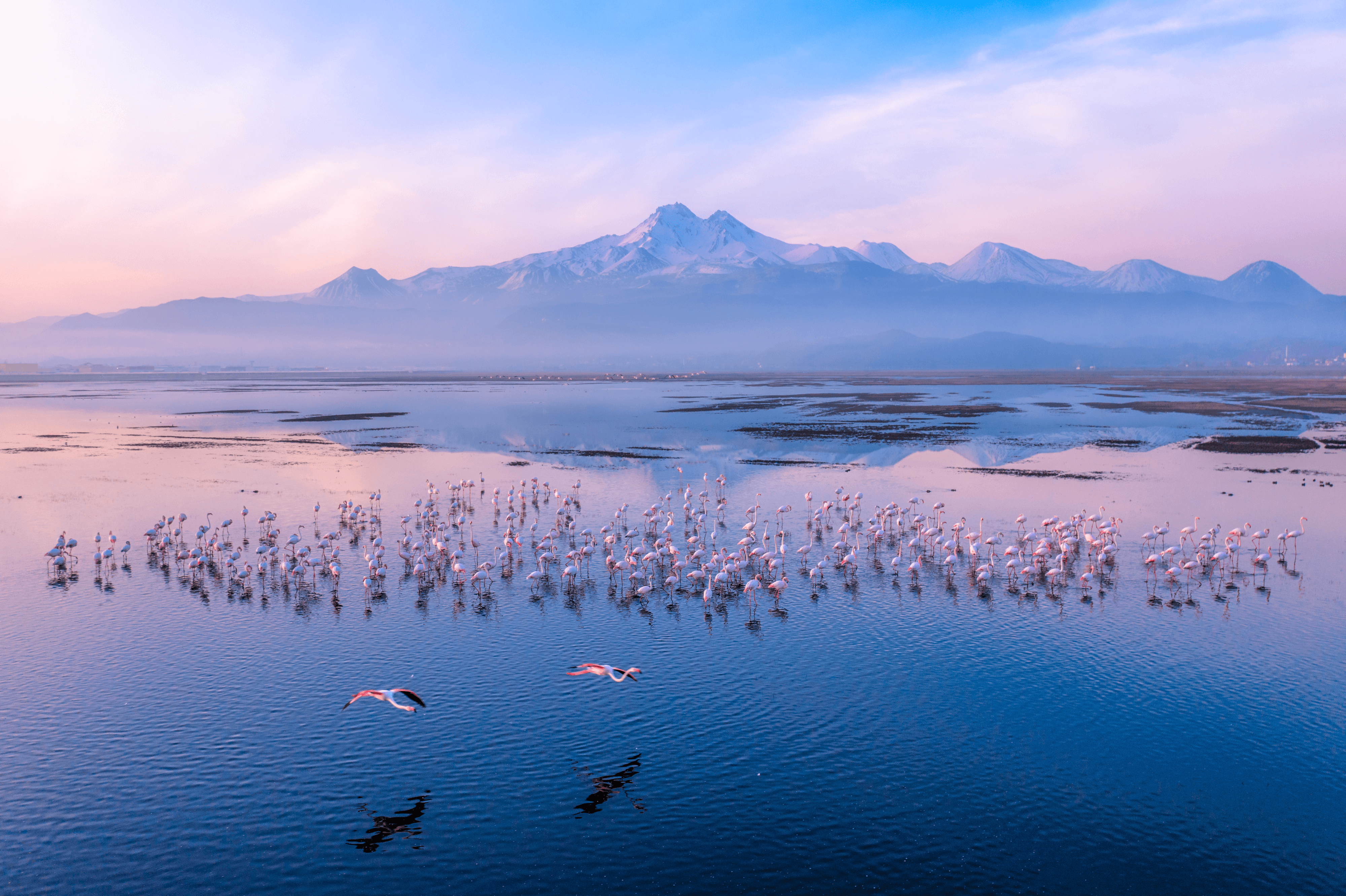 Morning of The Flamingos #8/8