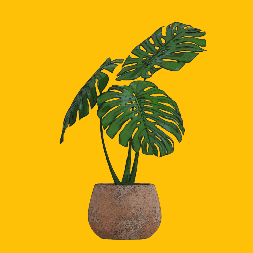 Monstera deliciosa