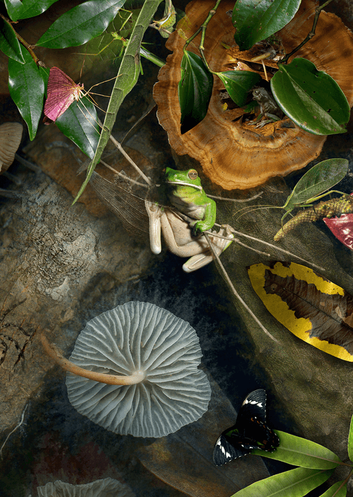 Botanical Creatures