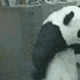 Panda_VS_Office - old