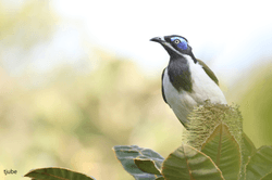 Australian Bird Photography collection image