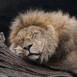 Zen Lion Massage Club collection image