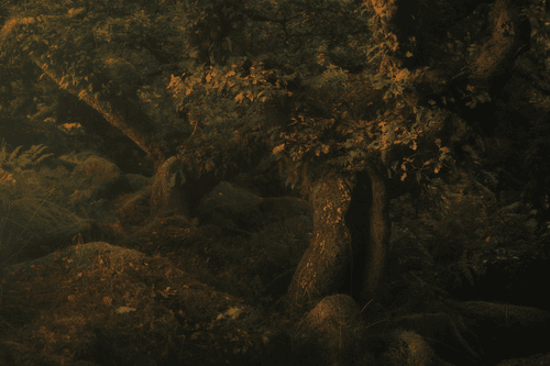 MYSTICAL LXXVIII (DREAMS)