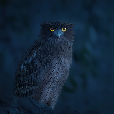 Soul of the Forest by Brijesh Makadia
