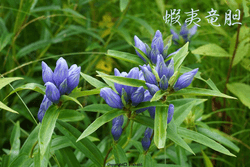 Japanese kanji and Japanese wildflowers collection image
