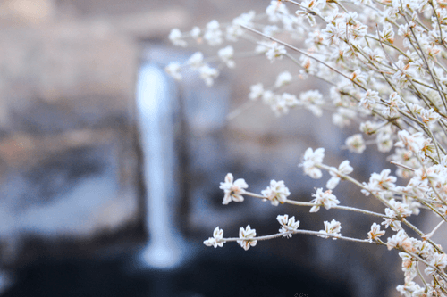 Mountain Flower