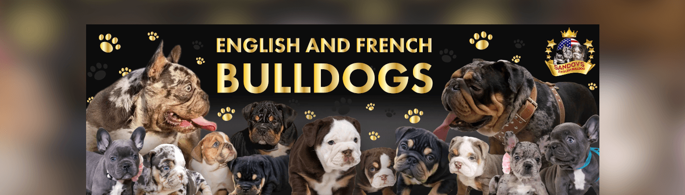 EnglishFrenchBulldogs バナー
