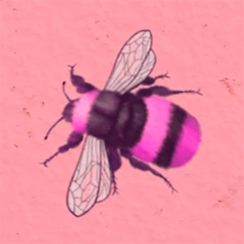 Pink HoneyBee