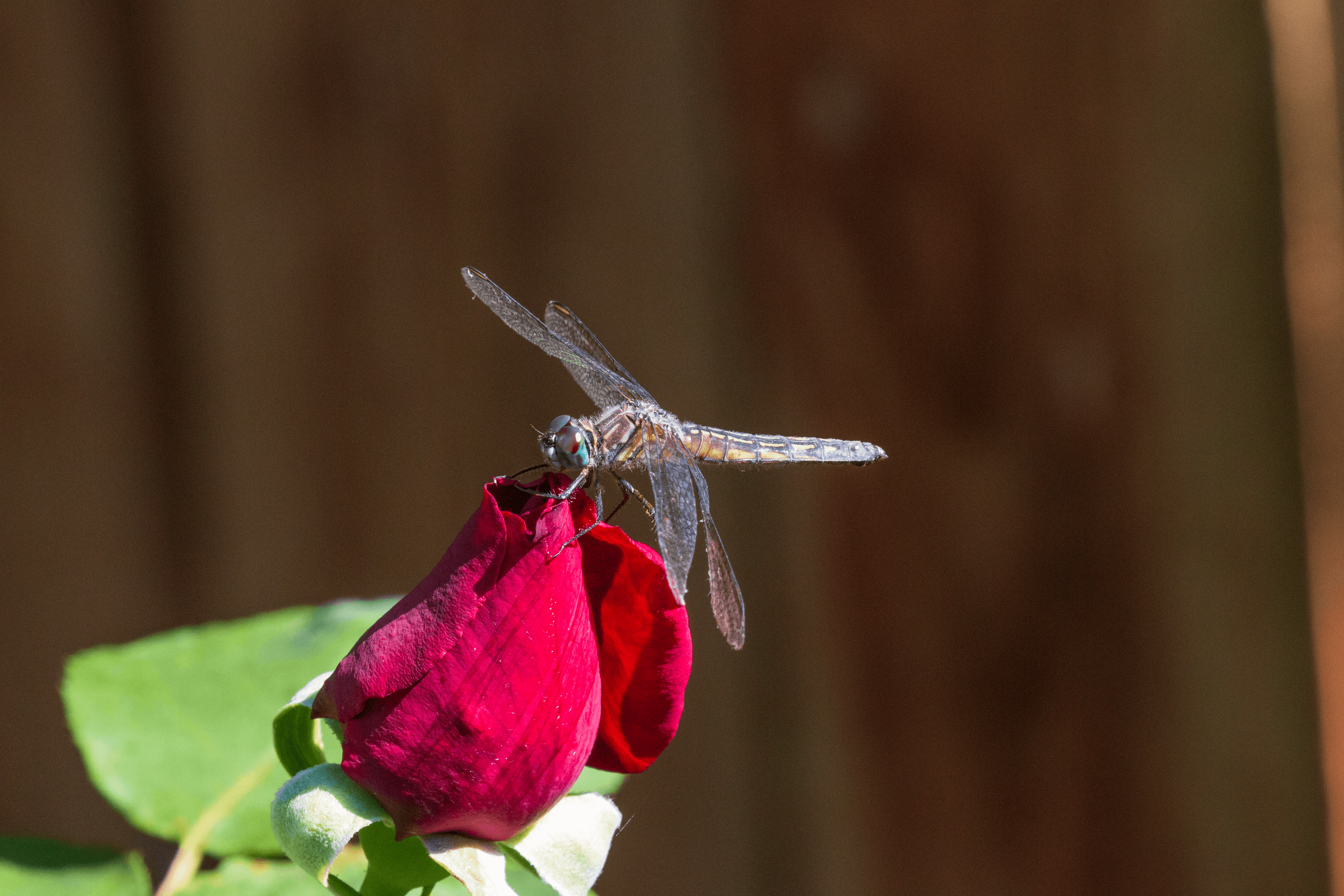 Dragonfly Rose