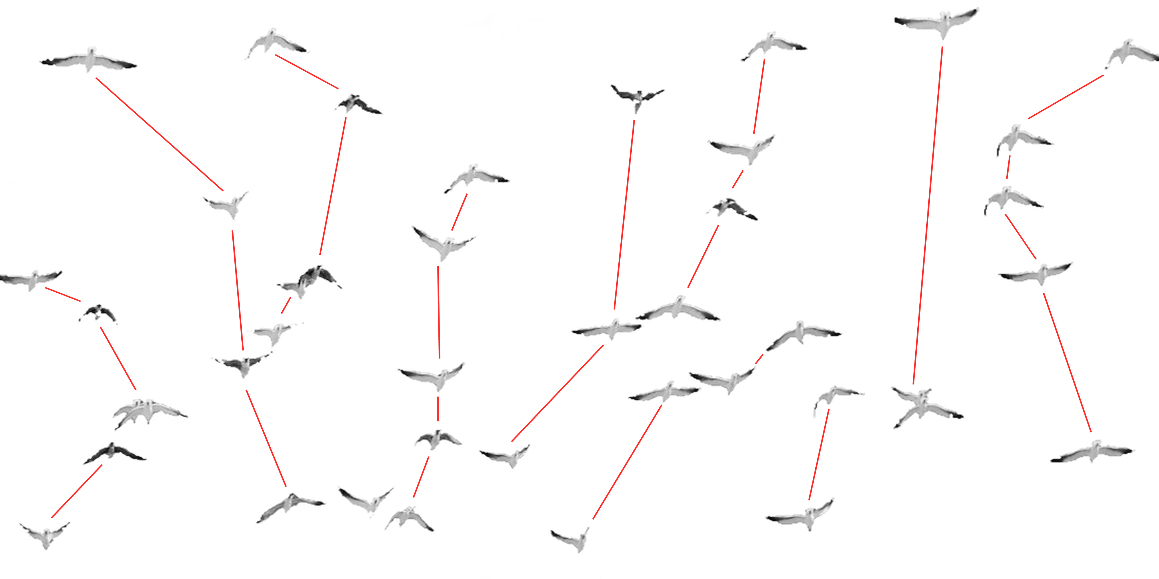 flock of digital birds