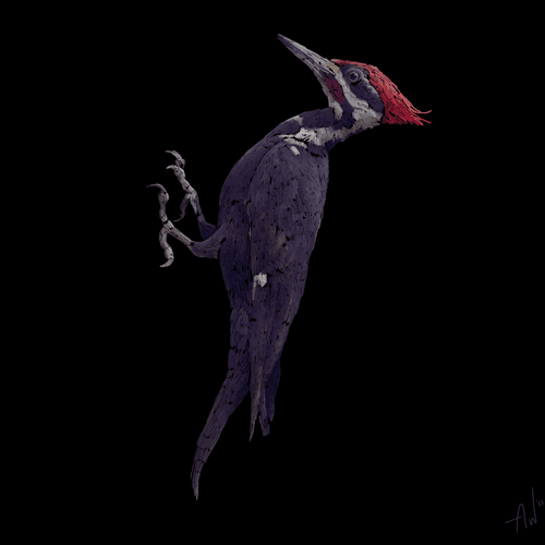 Woodpecker