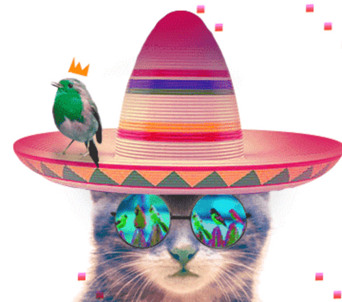 Cats Flippin Birds
