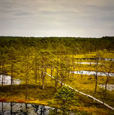 Bog in Estonia collection image