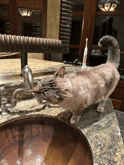 Thirsty Cat