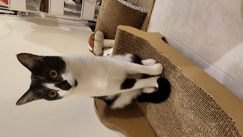 cat - 1IvDdLXnnU