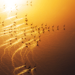 Flamingos at sunset by Erfan Sam collection image