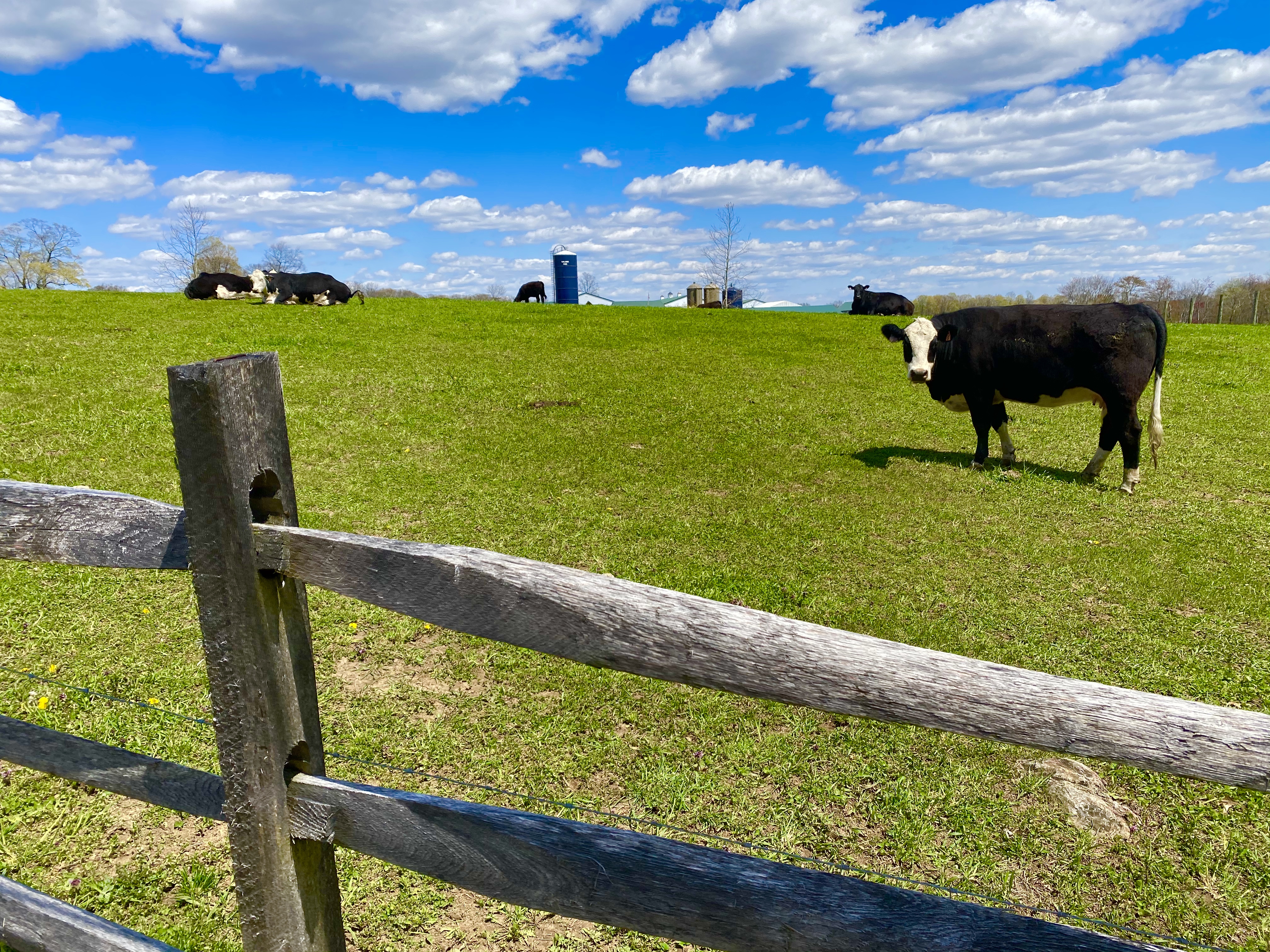 Cows on Roxbury Farm