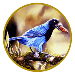 Birds Collections | Brazilian Birds collection image