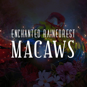 Enchanted Rainforest Macaws