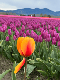 Tulips in bloom collection image