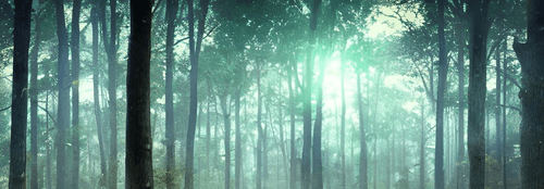 Mysterious forest#001
