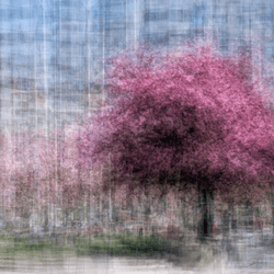 Photo-Impressionistic Trees collection image