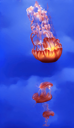 There once was a jellyfish ... by Entangled Others collection image