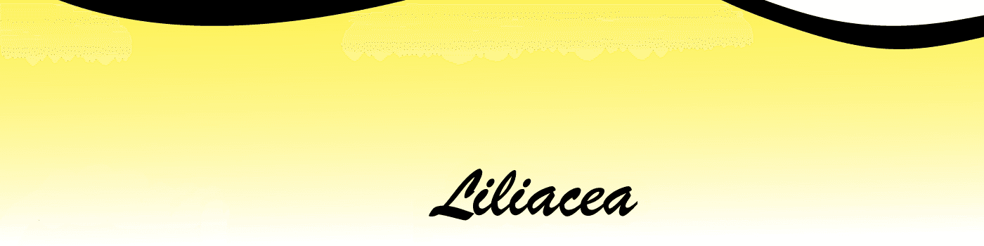 Liliacea bannière