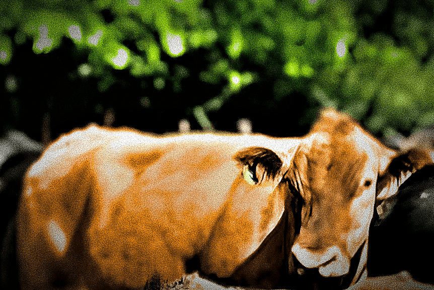 Cows-R-Us 橫幅