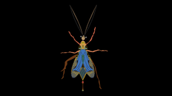 Animated Insects collection image