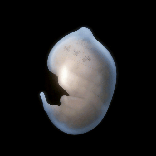 neo embryo:genesis