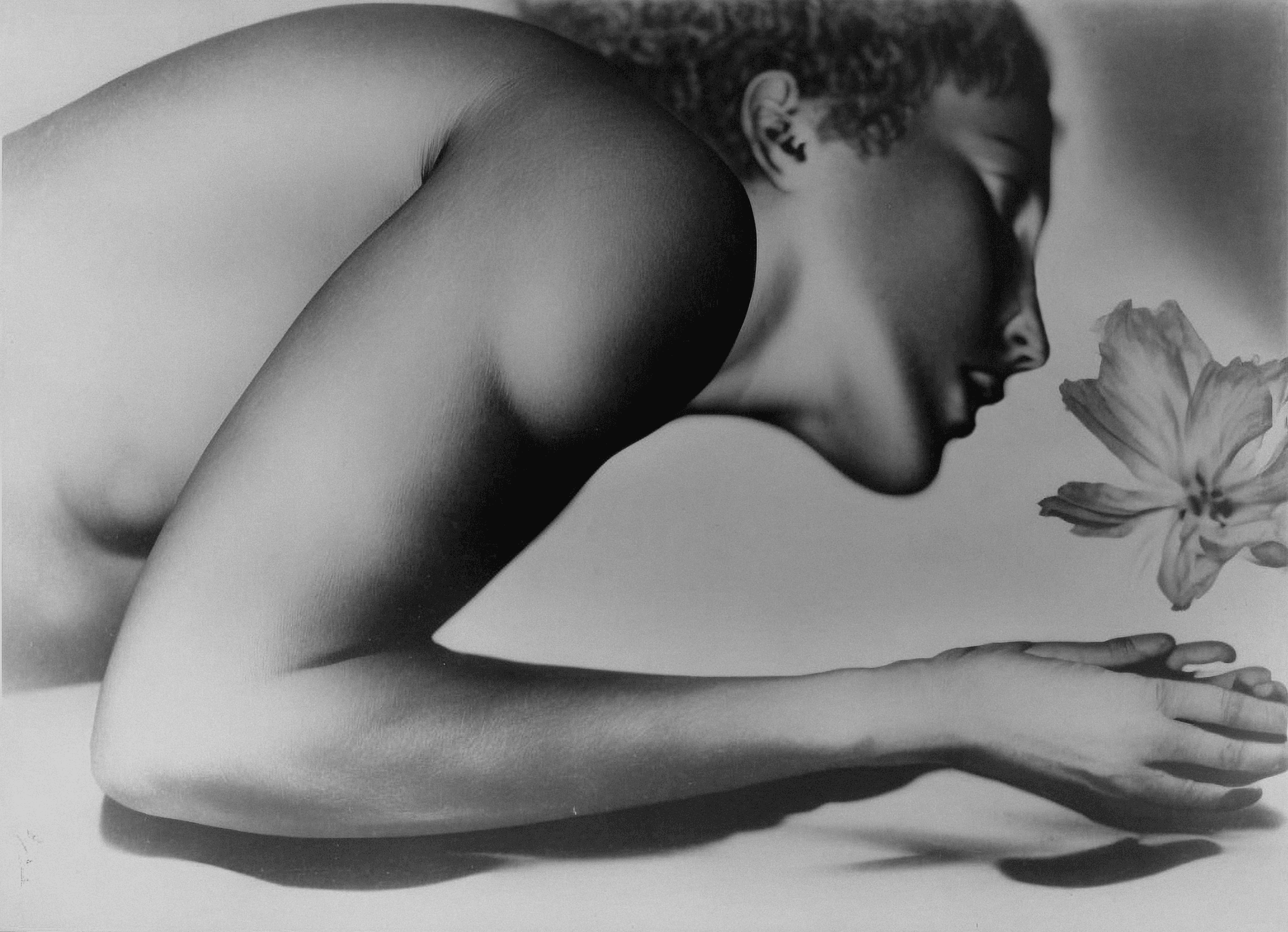 Hibiscus, Silver Gelatin Print (developing-out-process, solarization), 1936