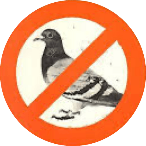 PIGEONS OF NEW YORK: Phase 3