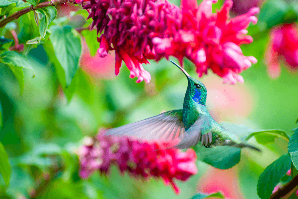 Violet-eared hummingbird in Panama