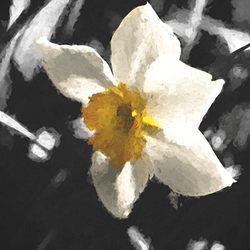 Fine Art Flowers (Editions) - JSZ collection image