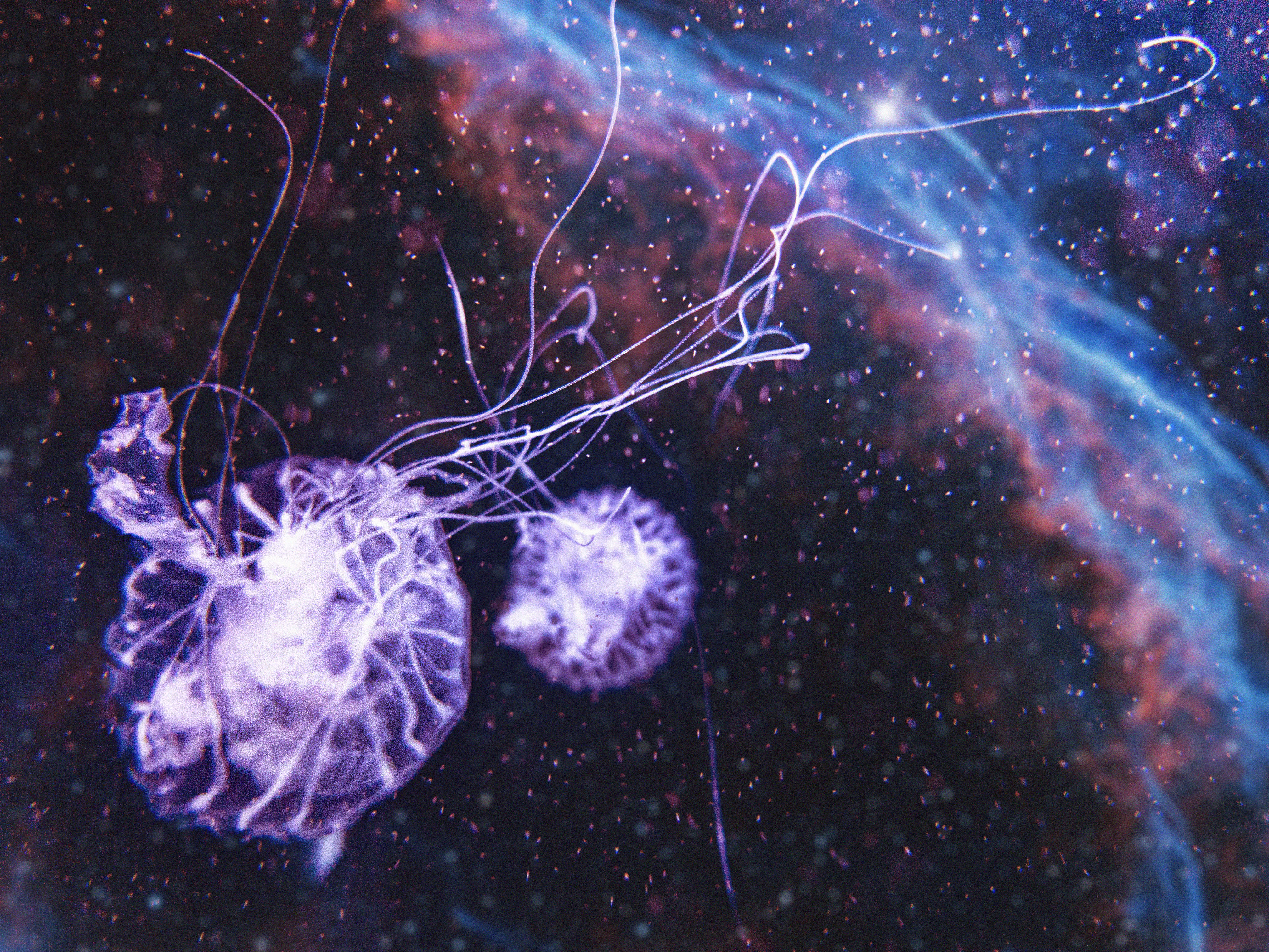 2nd Angle of These Mystical Jellies | v1