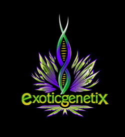 Exotic Genetix 4EVER Club V1 collection image
