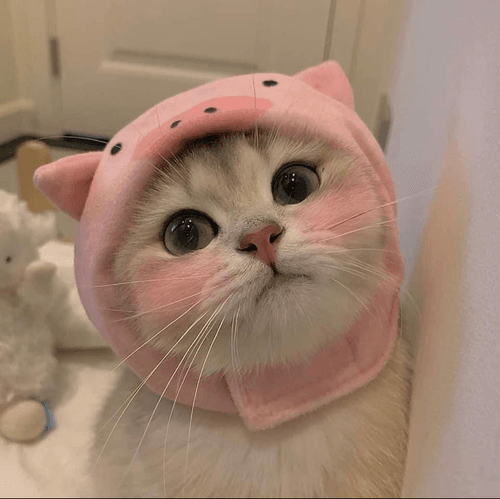Cat Religion