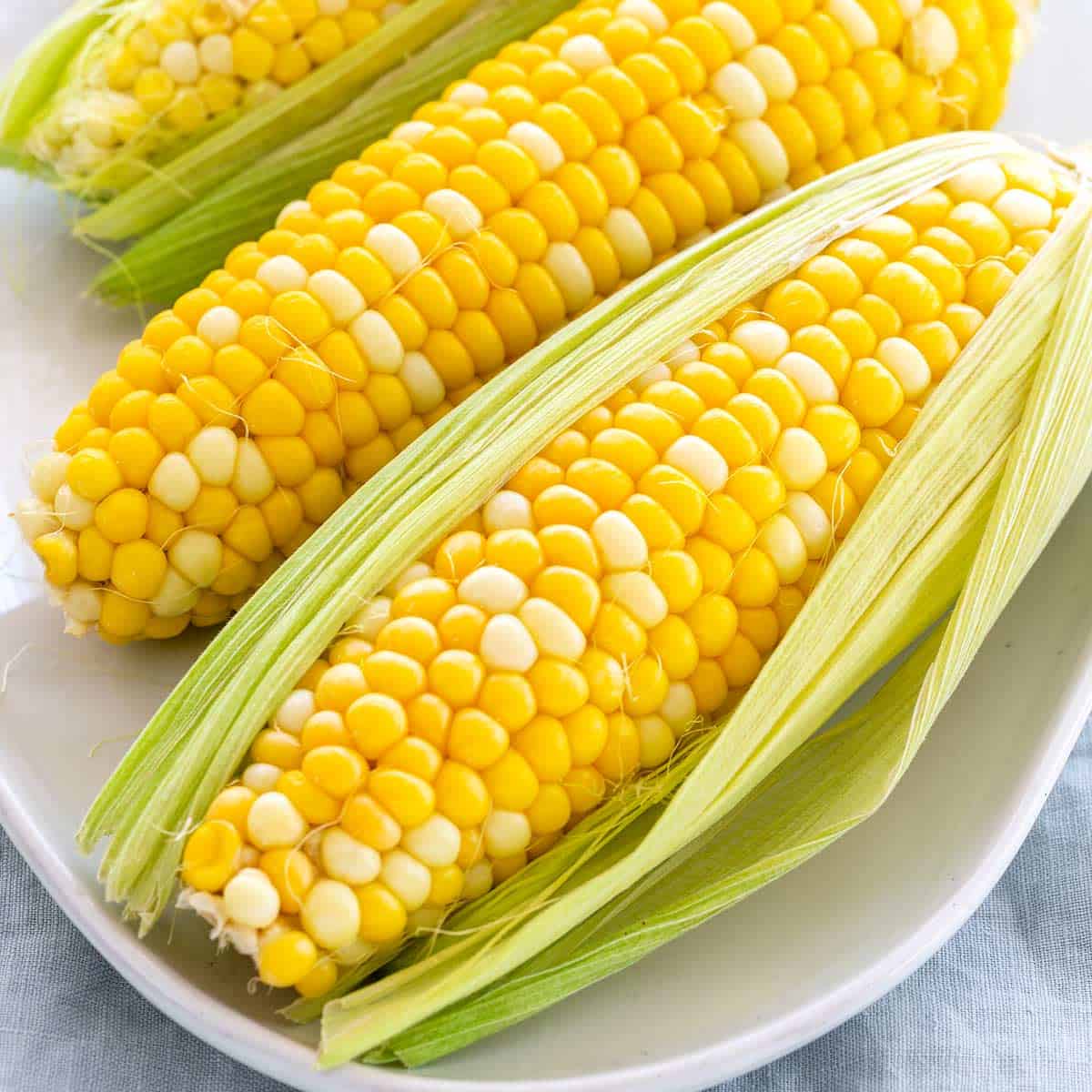 CORN - lJJIGDjojp