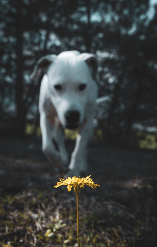 CHAPTER I - SHARING LIFE