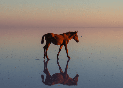Salt Lake and Horses