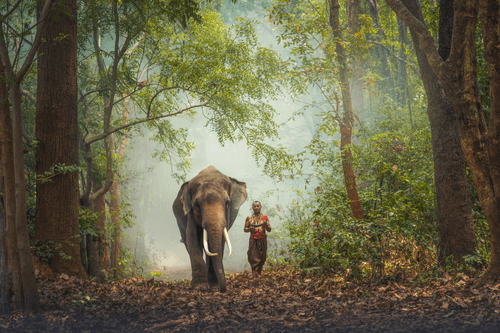The Mahout