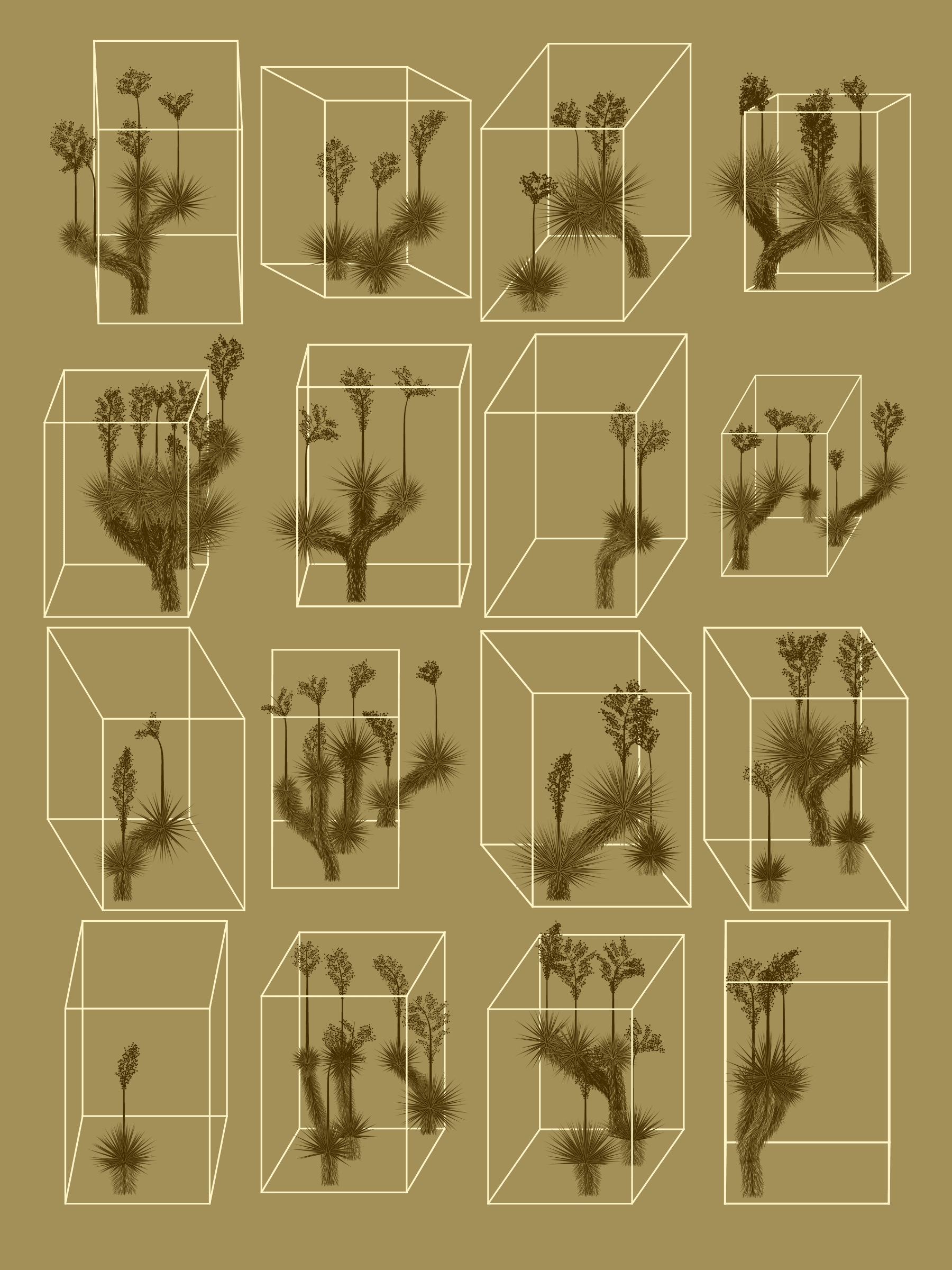 Marfa Yucca #286