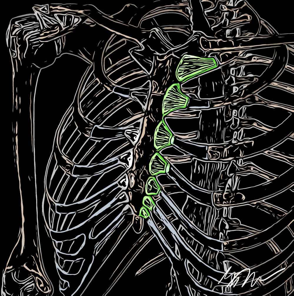 Sternocostal Ligaments - Heart First Anatomy | OpenSea