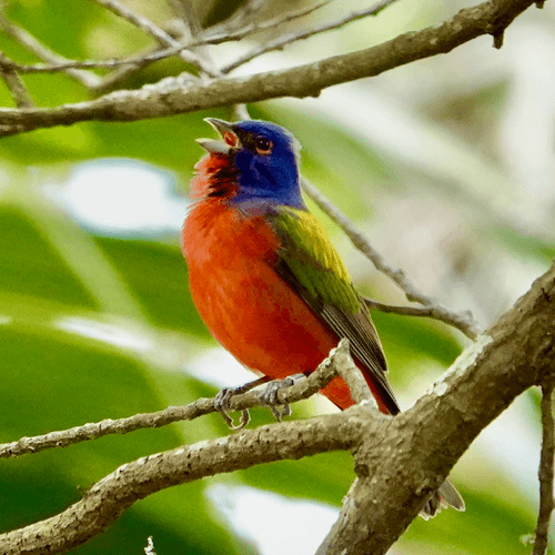 Artsy Birds