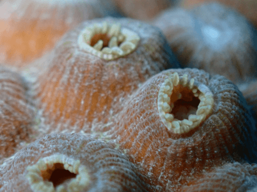 Scleractinian Dreams
