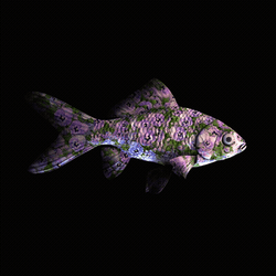 CryptoFish #2314