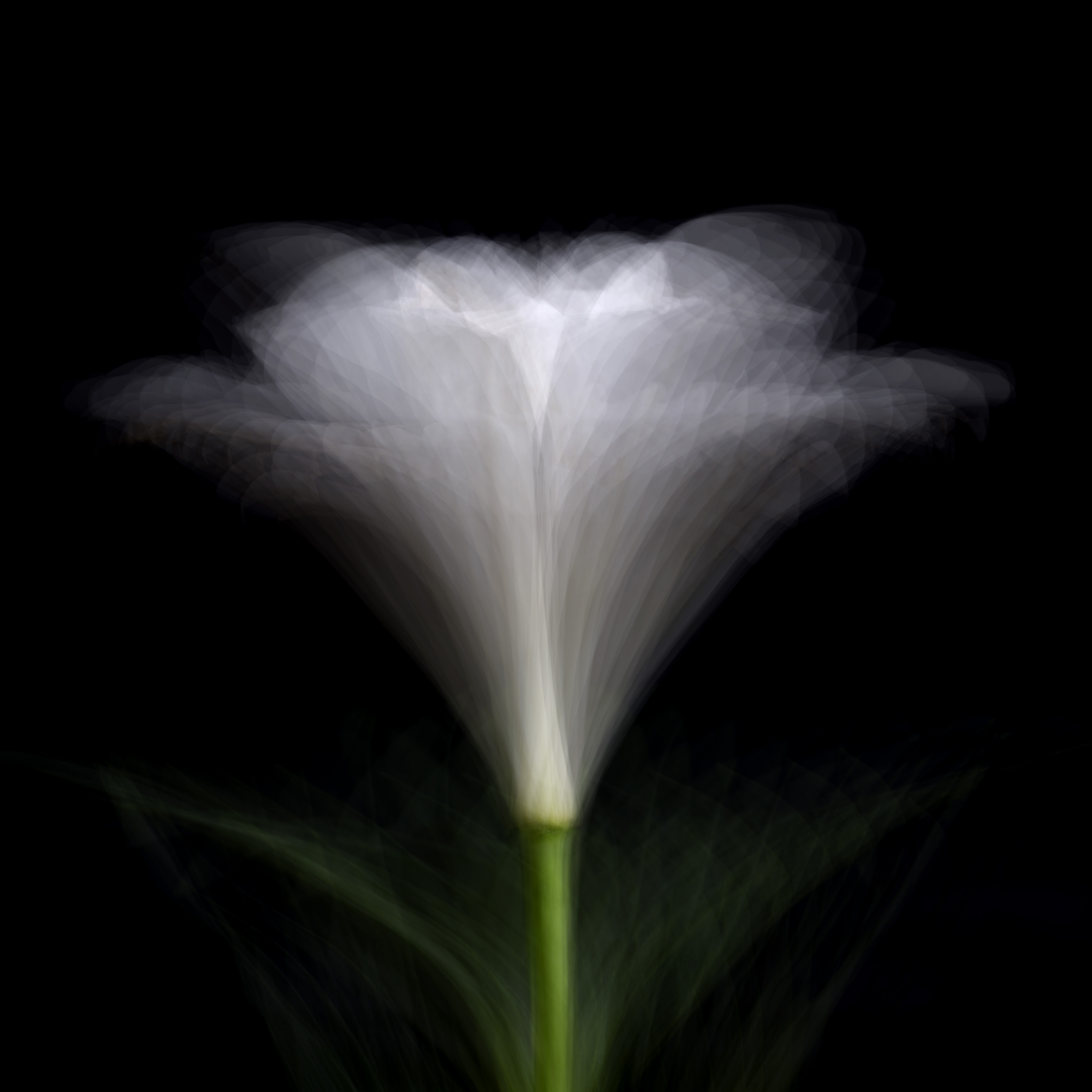 WNH #Flower 2023-05 No.072 Lily of Bermuda-Bermuda-Lilie c